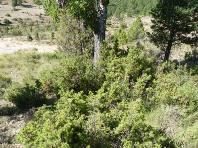 Fuente del Renacuajo - imagen 1