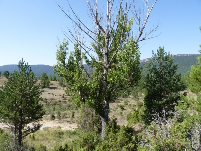 Fuente del Renacuajo - imagen 3