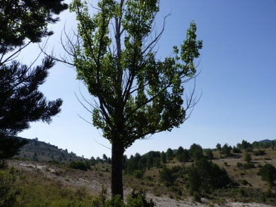 Fuente del Renacuajo - imagen 4
