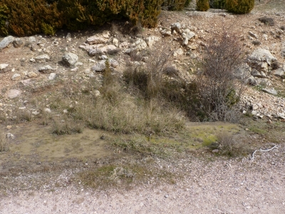 Fuente de los Asnos - imagen 1