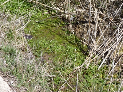 Fuente Cabrejas - imagen 3