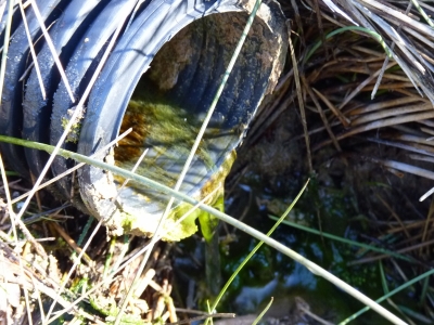 Fuente Podría - imagen 5