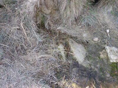 Fuente del Mozo - imagen 5