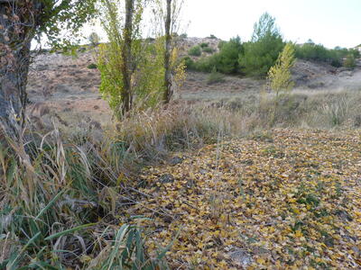 El Pilar - imagen 6