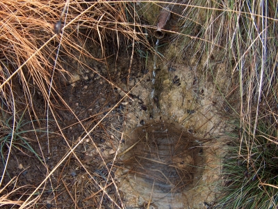 Fuente de la Paloma II - imagen 2