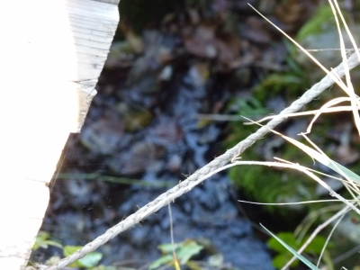 Manantial del Hoyo - imagen 2
