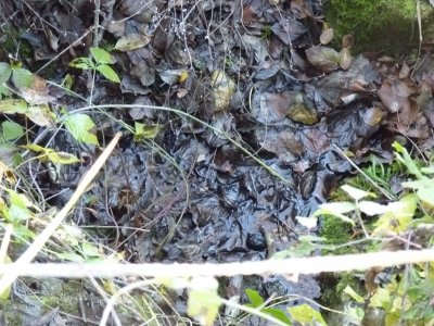 Manantial del Hoyo - imagen 3