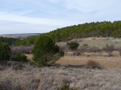F. de las Cañadillas - imagen 3