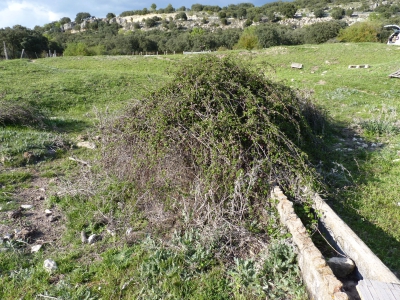 Fuente de la Dehesa - imagen 2