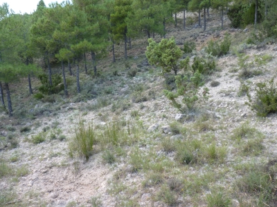 Fuente del Rincón del Puerto - imagen 1