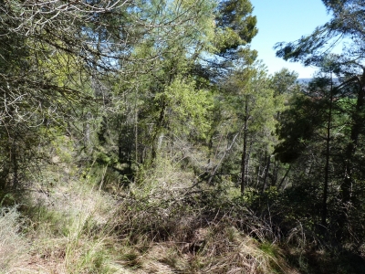 Fuente del colmenar - imagen 8