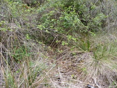 Manantial de la Umbría de Peñas Altas - imagen 1
