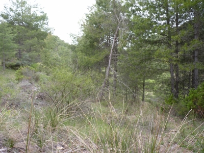Manantial de la Umbría de Peñas Altas - imagen 2