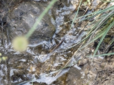 Manantial de los Tornajos de Prado Marica II - imagen 5