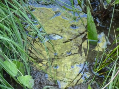Fuente del Obispo - imagen 2