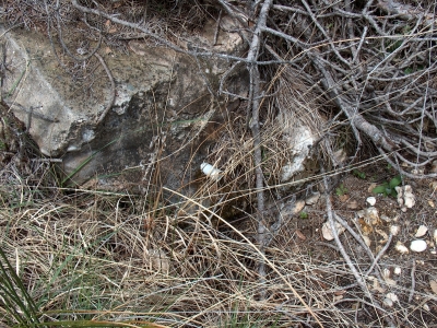 Fuente Pinilla - imagen 2