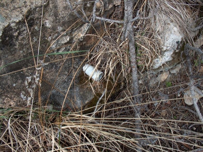 Fuente Pinilla - imagen 3