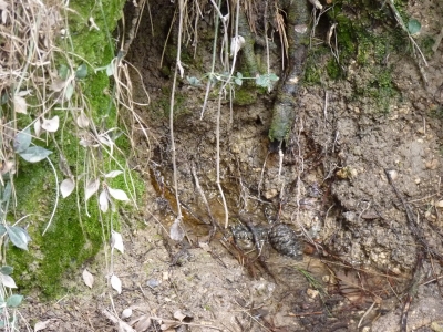 Fuente de las Praeras - imagen 2