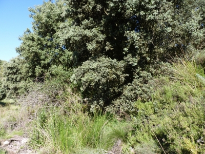 Fuente de los Rosones - imagen 5
