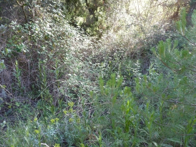 Fuente del Tío Juaquinillo - imagen 3