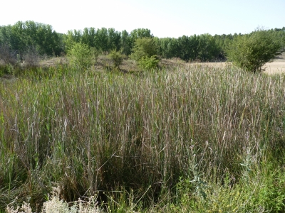 La Balsa - imagen 2