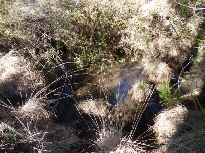 Fuente del Collarejo - imagen 1