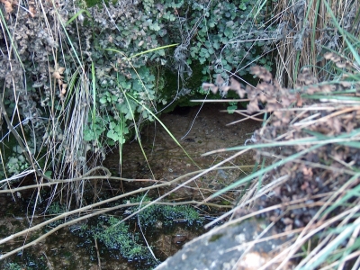 Fuente de la Huerta Rapa - imagen 9