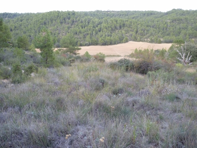 Fuente del Huerto Nuevo - imagen 3