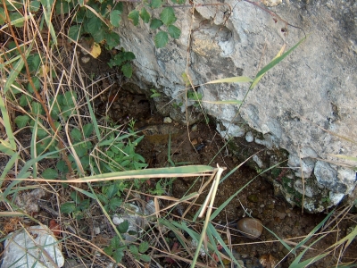 Fuente de los Huertos de la Abengózar I - imagen 2