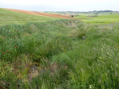 Manantial de la acequia la viga - imagen 1