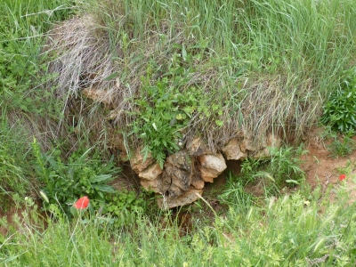Manantial de la acequia la viga - imagen 4