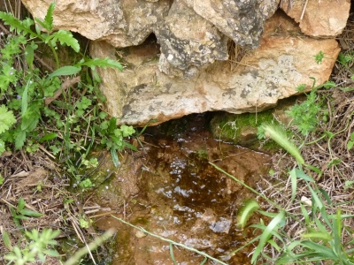 Manantial de la acequia la viga - imagen 5