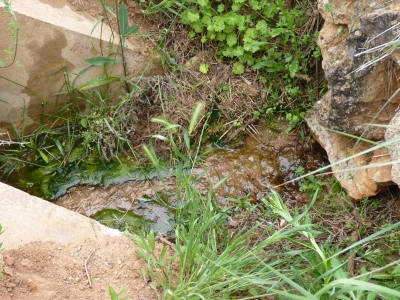 Manantial de la acequia la viga - imagen 6