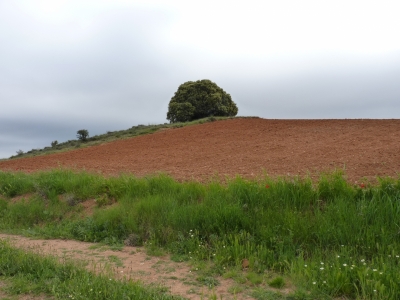 Manantial de la acequia la viga - imagen 7