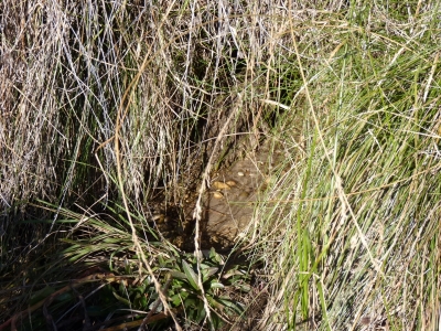 Manantial de los Hontanares - imagen 4