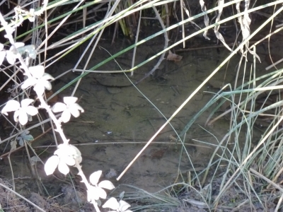 Manantial de los Hontanares - imagen 5