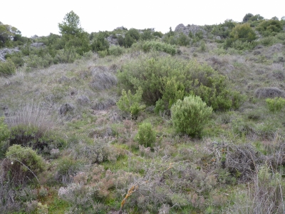 Manantial de los Vallejuelos - imagen 5