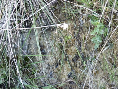 Manantial de Procerrao - imagen 1