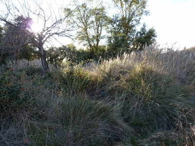 Manantial de Procerrao - imagen 5