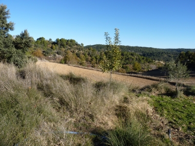 Manantial del collado - imagen 4