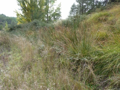 Manantial del Calzaizo - imagen 1