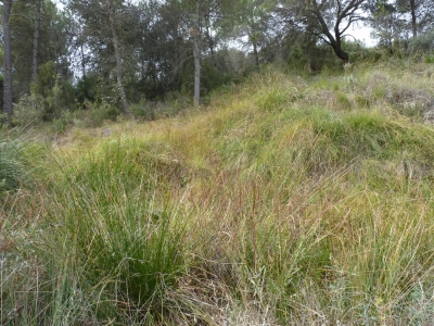 Manantial del Calzaizo - imagen 3