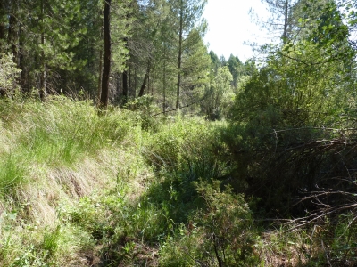 Manantiales del Rincón de las Huertas - imagen 5
