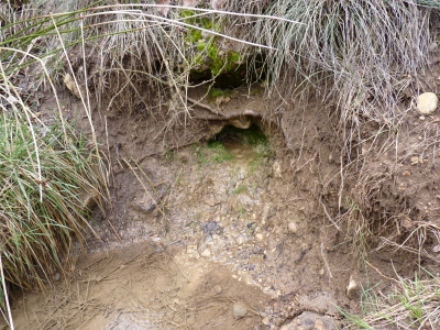 Fuente de la Parra de Cañahonda - imagen 3