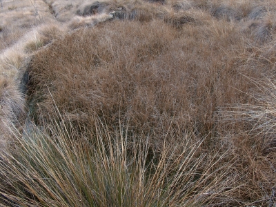 Fuente Pinillo - imagen 7