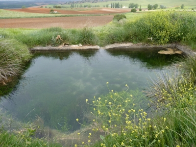 Fuente del Royo del Piojo - imagen 1