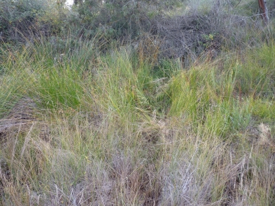 Fuente de la Toba - imagen 2