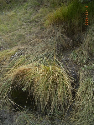 Fuente de la Umbría - imagen 1