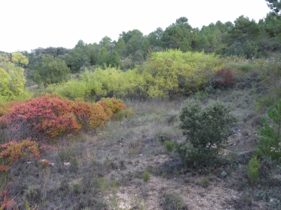 Fuente de la Zarza III - imagen 2