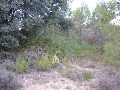Fuente de la Zarza IV - imagen 3